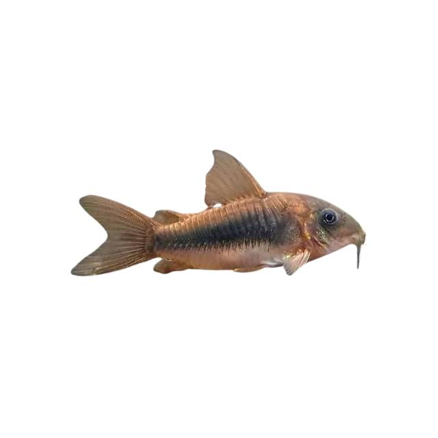 Fish - 4M Fish & Aquariums