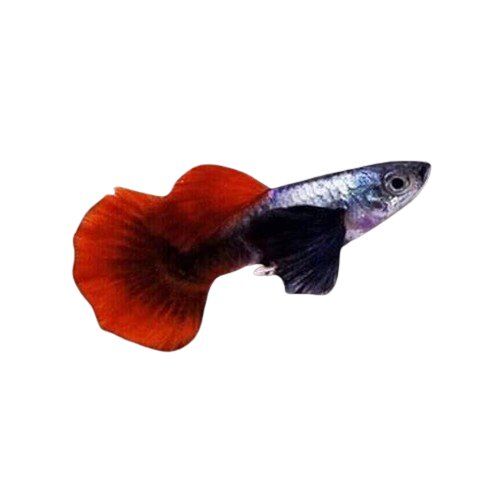 Dumbo Ear Redtail Guppy