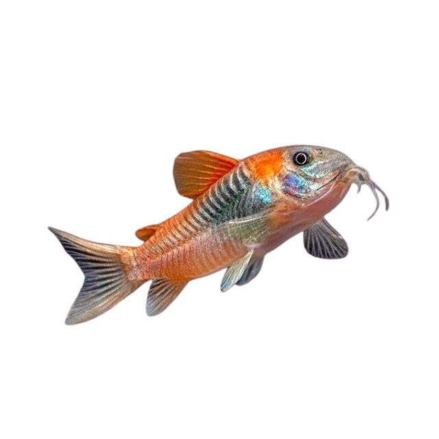 Orange Venezuela Corydora