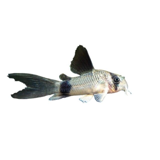 Panda Corydora