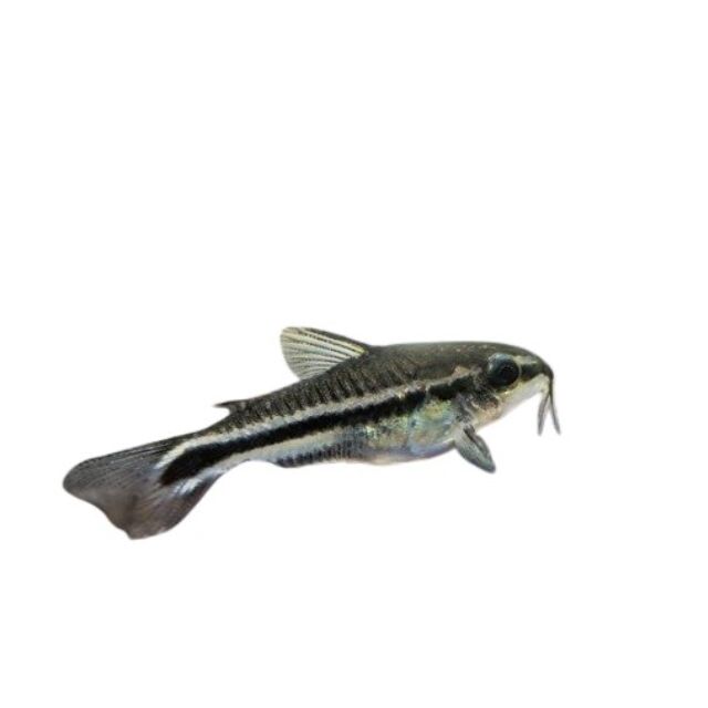 Pygmy Cory
