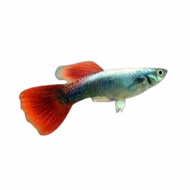 Fish - 4M Fish & Aquariums