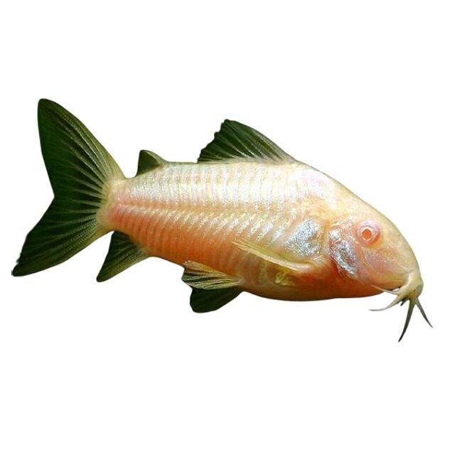 Albino Corydora