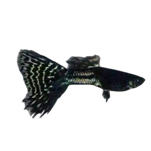 Black Metal Lace Male Guppy