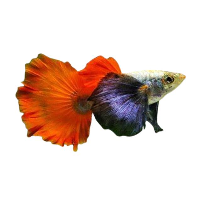 Red Tail Dumbo Male Guppy