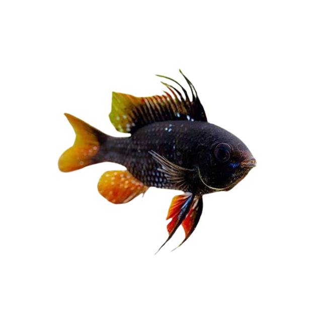 老舗　nectar フィッシュ Fish - 4M Fish & Aquariums