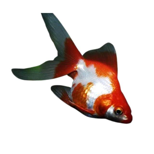 Fish - 4M Fish & Aquariums