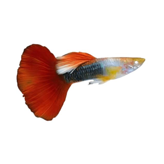 Fish - 4M Fish & Aquariums